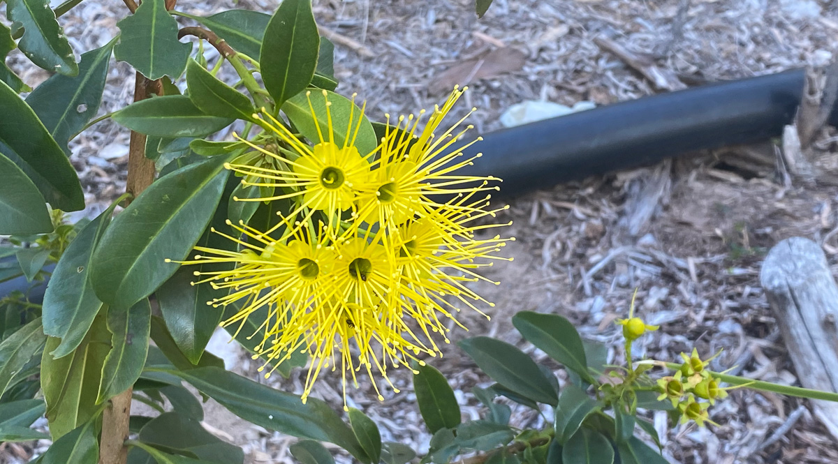 yello gum tree flowers